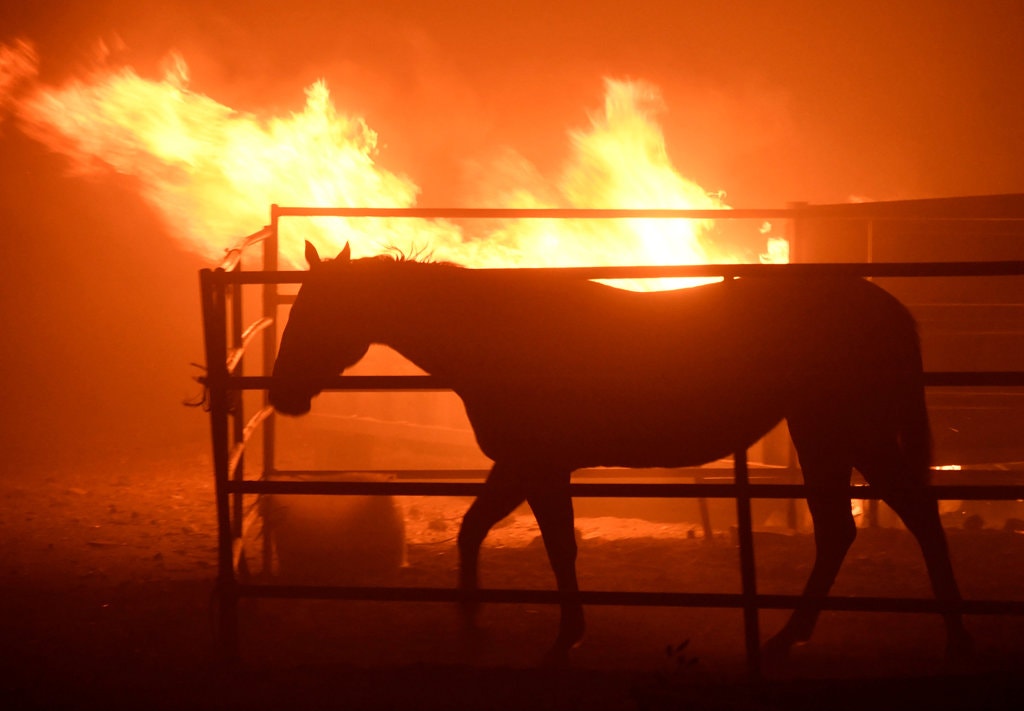 Equine Fire Preparedness & Evacuation Plan – 2020